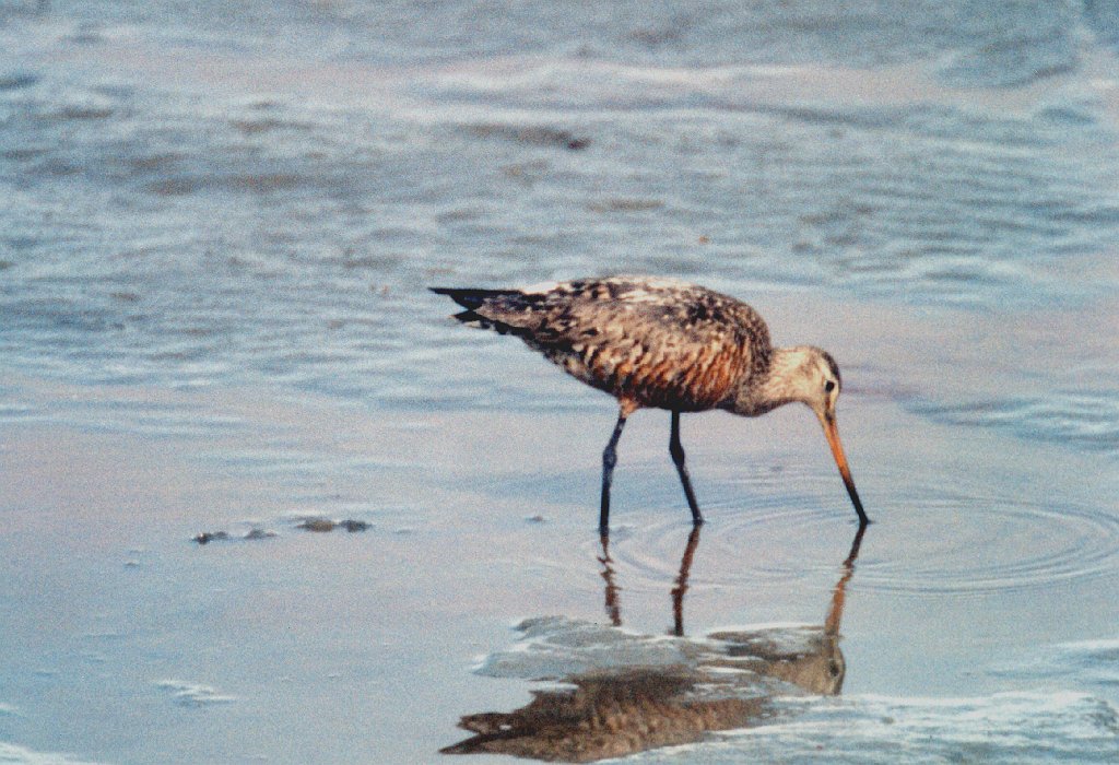 Sandpiper, Godwit, Hudsonian, Anchorage  Alaska 05-1996 B06P12I01.jpg - Hudsonian Godwit